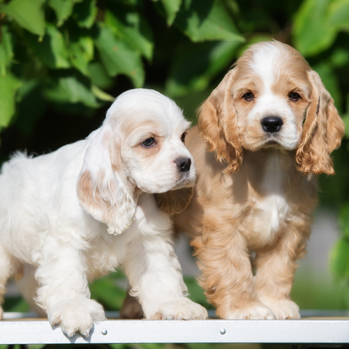 Portrait of an English Cocker Spaniel